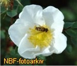 NBF-PlanteFoto